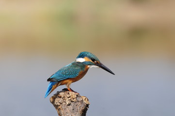 The Common Kingfisher (Alcedo atthis) at Maagan Michael Lake