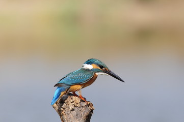 The Common Kingfisher (Alcedo atthis) at Maagan Michael Lake