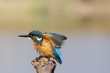 The Common Kingfisher (Alcedo atthis) at Maagan Michael Lake