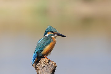 Fototapeta premium The Common Kingfisher (Alcedo atthis) at Maagan Michael Lake