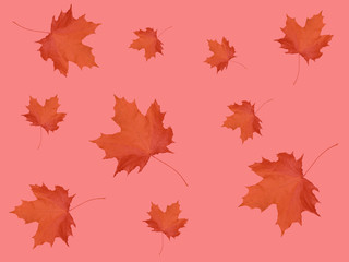 Background from maple leaves