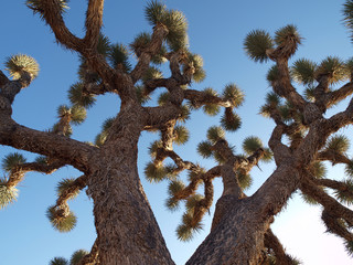 Giant Joshua Tree