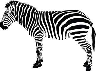 Fototapeta na wymiar Zebra silhouette vector
