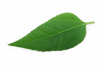 Fototapeta na wymiar Green leaf isolated
