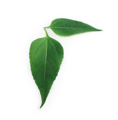 Fototapeta premium Green leaves isolated