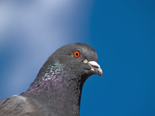 Pigeons