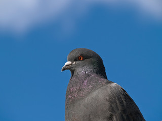 Pigeons
