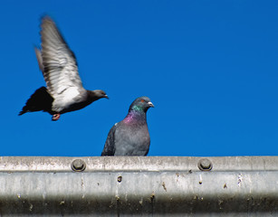 Pigeons