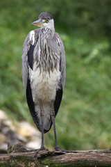 Graureiher oder Fischreiher