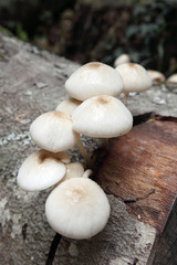 Promenade en forêt : Champignons blanc et visqueux #2