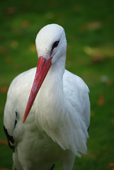 Weißstorch