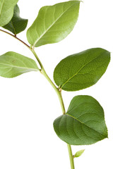 Obraz premium Green leaf