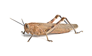 Locust isolated on white background