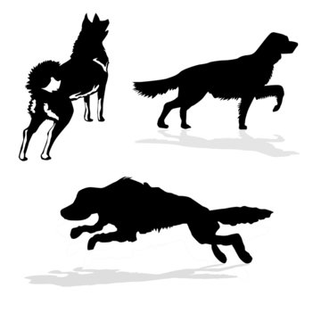 silhouette hunt dogs on white background