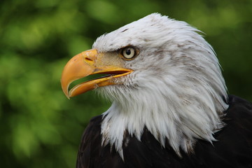 Weisskopfseeadler 19