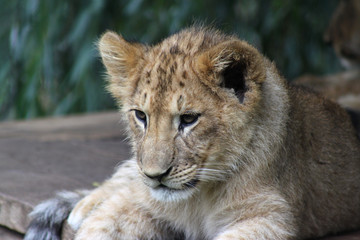 Fototapeta premium Löwenbabay