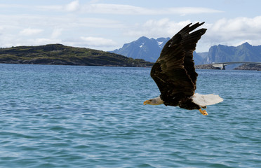 Seeadler