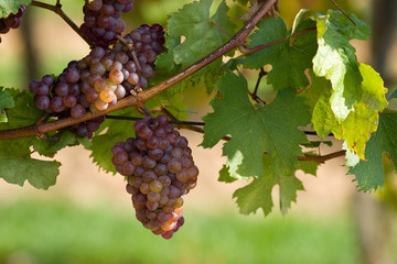A bunch of grapes - vineyard