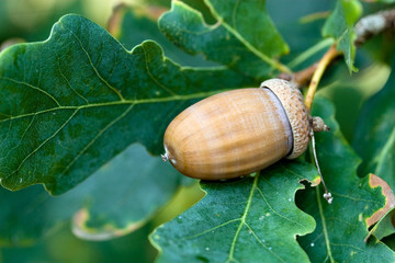 Acorn on the oak-tree - autumn motive
