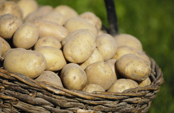 Bio Kartoffeln im Korb