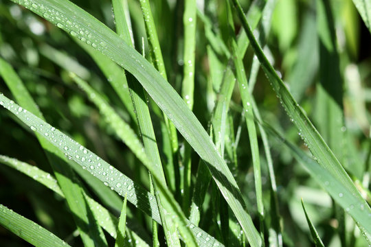 herbe