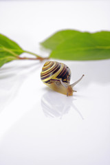 Schnecke und Blätter
