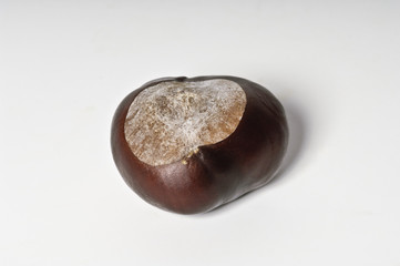 Kastanie