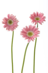 3 long stem bright sunflower