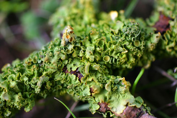 lichen