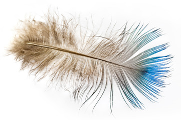 Feather of a peacock