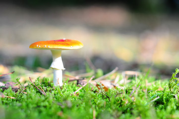 red mushroom in autumn forest