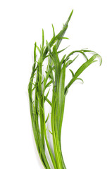 Obraz premium Hirschhorn-Wegerich (Plantago coronopus)