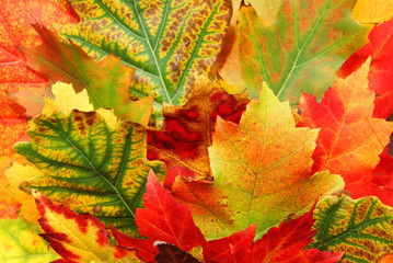 Obraz premium leaf of autumn