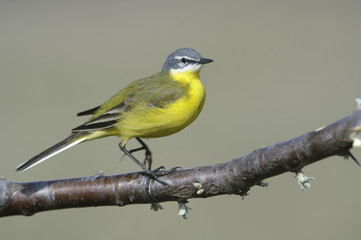 Naklejka premium Schafstelze