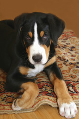 Schweizer Sennenhund Welpe