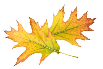 Eichenblatt im Herbst