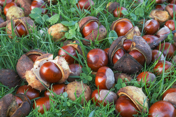Conkers in the Meadow 03