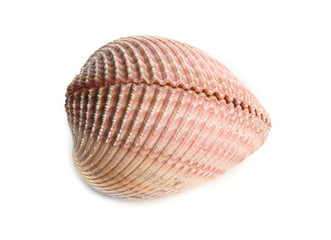 sea shell