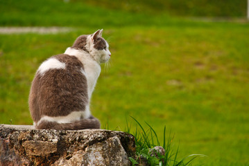 Katze auf dem Podest