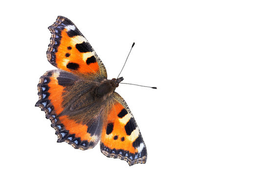 Small Tortoiseshell, isolated 01