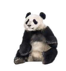 Giant Panda, 18 months old, sitting against white background © Eric Isselée