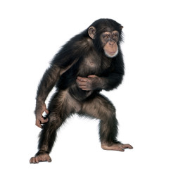 Fototapeta premium Młody szympans, stojąc na białym tle