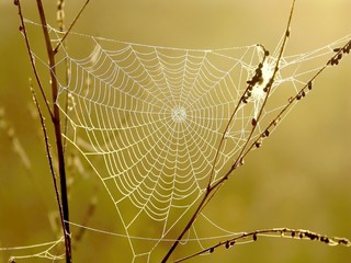 Spider web on a meadow in the rays of the rising sun - Powered by Adobe