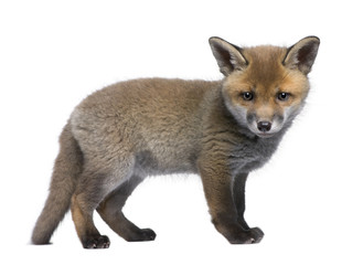 Red fox cub, standing in front of white background