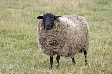 Fototapeta premium Schaf auf einer Weide
