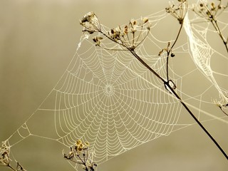 Spider web on a meadow in the rays of the rising sun