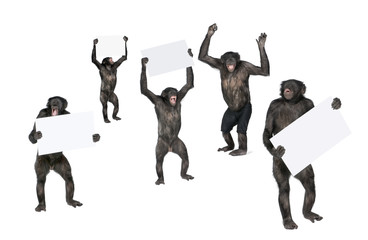 Fototapeta na wymiar protestując małpa na białym tle