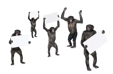 Papier Peint photo Lavable Singe singe protestant contre fond blanc