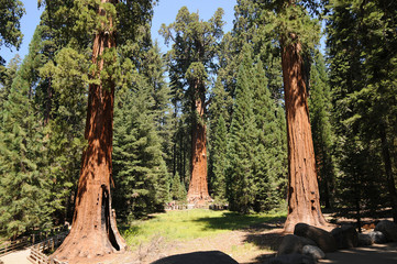 Sequoia Nationalpark, California, USA, General Sherman Tree