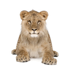 Fototapeta premium Portrait of lion cub, sitting in front of white background